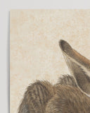 Albrecht Dürer - Feldhase