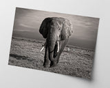 Elefant in Schwarz-Weiß