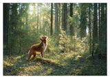 Hund im Wald