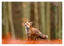 Fuchs im Wald