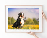 Bernersennen-Hund in Blumenwiese