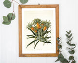 Ananas am Ananasbaum