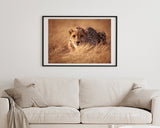 Anpirschender Gepard