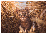 Katze im Stroh