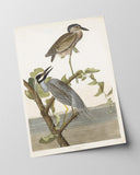 John James Audubon - Zwei Vögel auf einem Ast