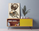 John James Audubon - Zwei Raubvögel