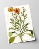 Arctotis Spinulosa - orangene Blüten