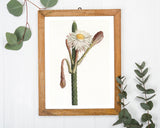 Cactus Ambiguus - Kaktus mit weißer Blüte