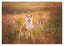 Shiba Inu in Blumenwiese