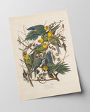 John James Audubon - Paradiesvögel