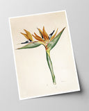 Pflanze mit orangenen Blüten