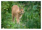 Karakal - Großkatze