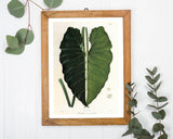 Blatt einer Tropenpflanze