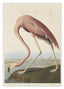 John James Audubon - Flamingo am Wasser I
