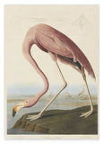 John James Audubon - Flamingo am Wasser I