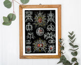 Ernst Haeckel - Mycetozoa