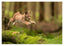 Springendes Luchs-Baby