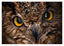Eule im Portrait