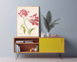 Jacob Marrel - Rot-Weiße Tulpen