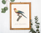 François Levaillant - Bunter Paradiesvogel