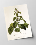 Josephinia imperatricis