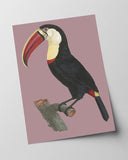 François Levaillant - Tukan auf lila Hintergrund