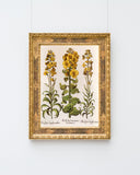 Flos Cheyri maximus Eystettensis