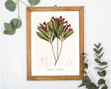 Augusta Attenuata - Pflanze mit roten Blüten