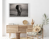 Elefant in Schwarz-Weiß