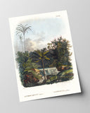 Astrocaryum - Dschungel