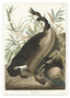 John James Audubon - Brütende Enten