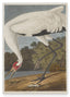 John James Audubon - Storch auf Nahrungssuche