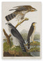 John James Audubon - Drei Greifvogelarten