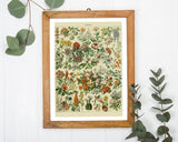 Adolphe Philippe Millot - Vintage Blumen-Übersicht