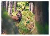 Hirsch im Wald