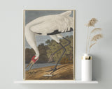 John James Audubon - Storch auf Nahrungssuche