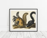 John James Audubon - Eichhörnchen
