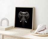 Elefant-Portrait auf schwarzem Hintergrund