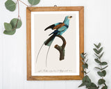 François Levaillant - Bunter Paradiesvogel