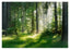Wald im Frühling