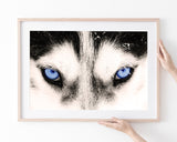 Blaue Husky-Augen