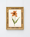 Blume mit orangener Blüte