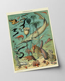 Adolphe Philippe Millot - Unterwasserwelt I