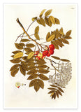 Beeren und Blüten am Zweig