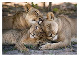Kuschelnde Löwen