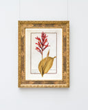 Arundo Indica - Pfahlrohr mit roten Blüten