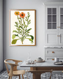 Arctotis Spinulosa - orangene Blüten