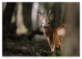 Rehbock im Wald