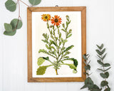 Arctotis Spinulosa - orangene Blüten