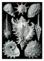 Ernst Haeckel - Seemuscheln und Schnecken